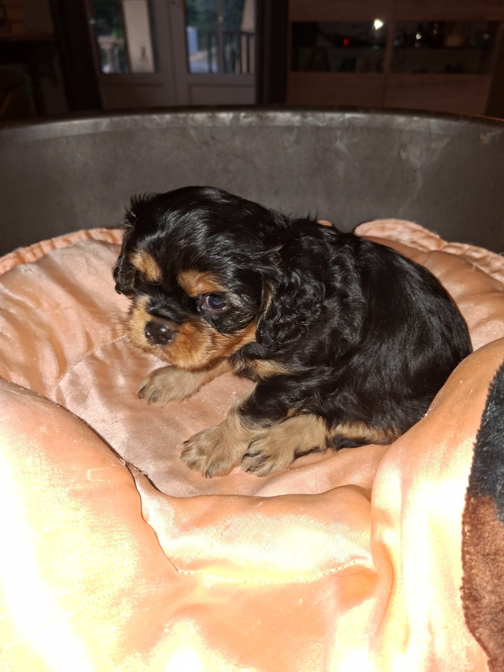 du domaine du Mas d'Or - Chiots disponibles - Cavalier King Charles Spaniel