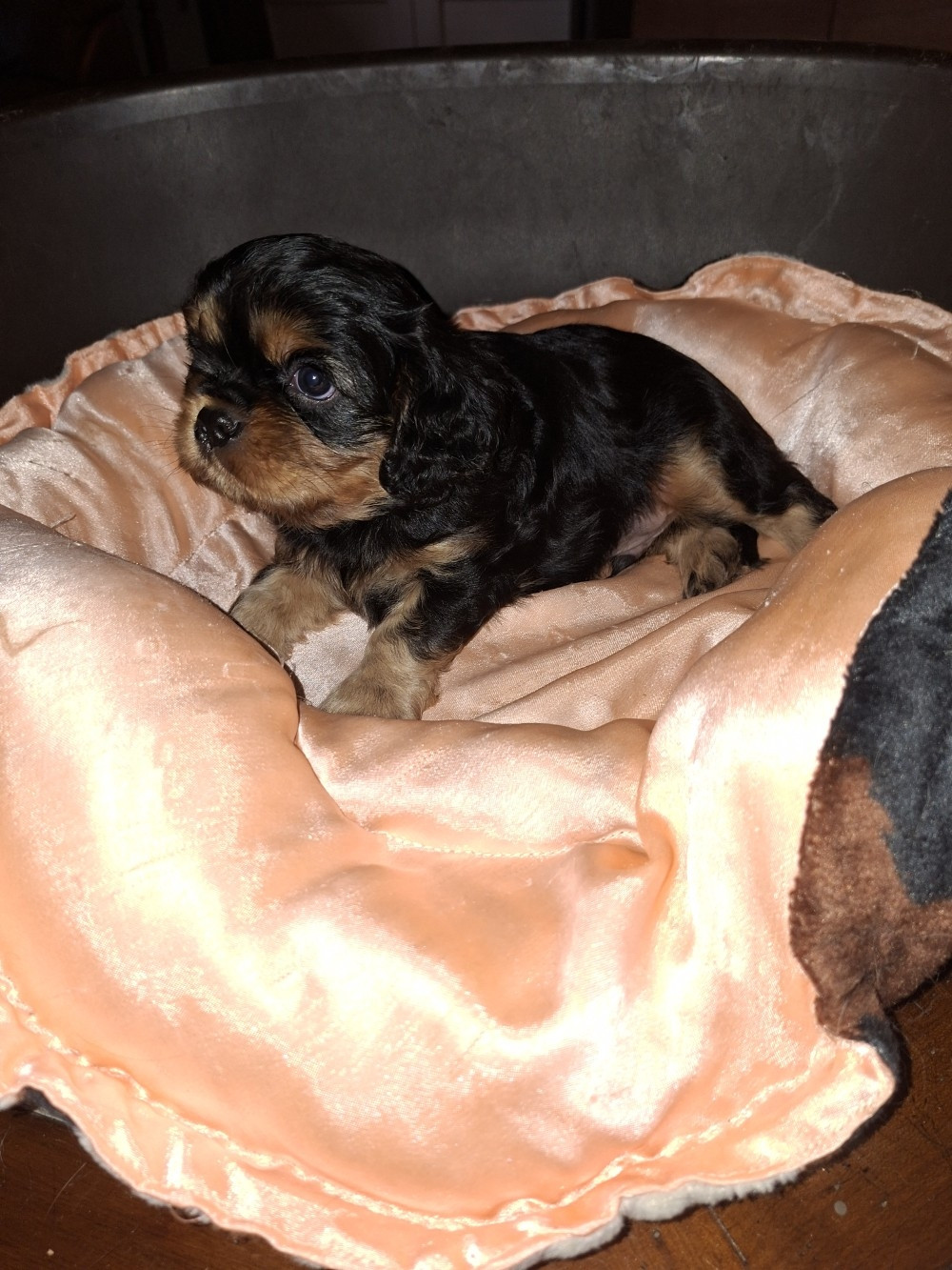 du domaine du Mas d'Or - Chiots disponibles - Cavalier King Charles Spaniel