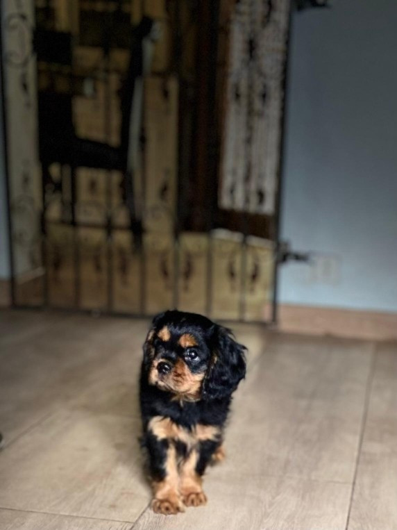 du domaine du Mas d'Or - Chiots disponibles - Cavalier King Charles Spaniel