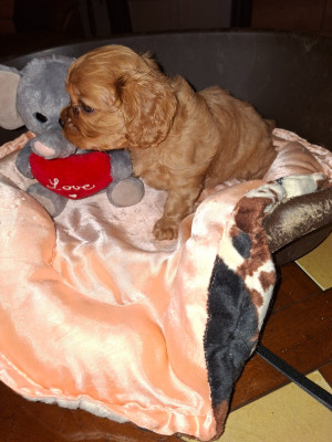 Chiot N°4
